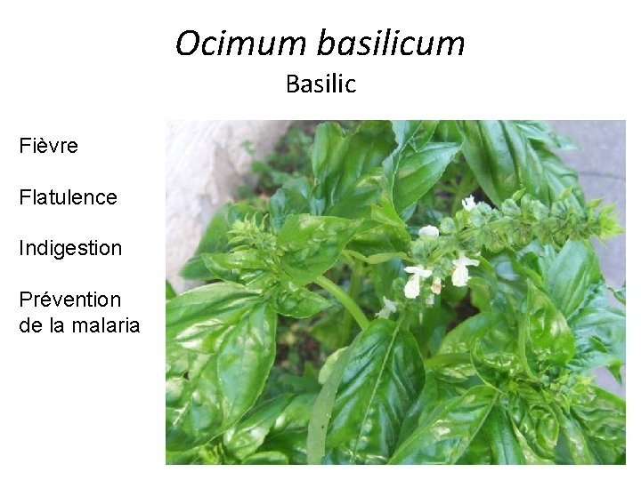 Ocimum basilicum Basilic Fièvre Flatulence Indigestion Prévention de la malaria 