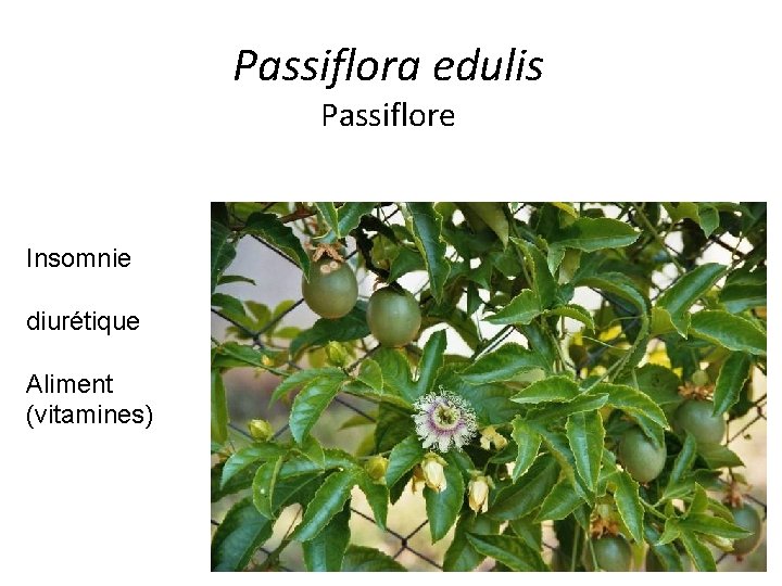 Passiflora edulis Passiflore Insomnie diurétique Aliment (vitamines) 