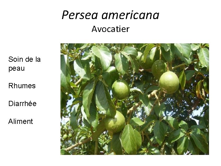 Persea americana Avocatier Soin de la peau Rhumes Diarrhée Aliment 