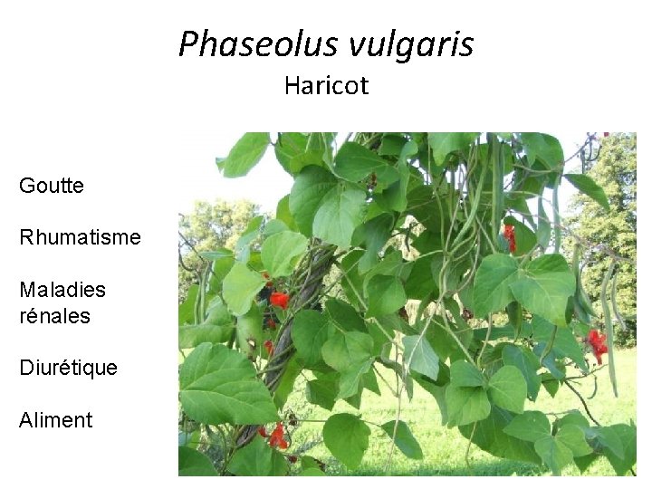 Phaseolus vulgaris Haricot Goutte Rhumatisme Maladies rénales Diurétique Aliment 