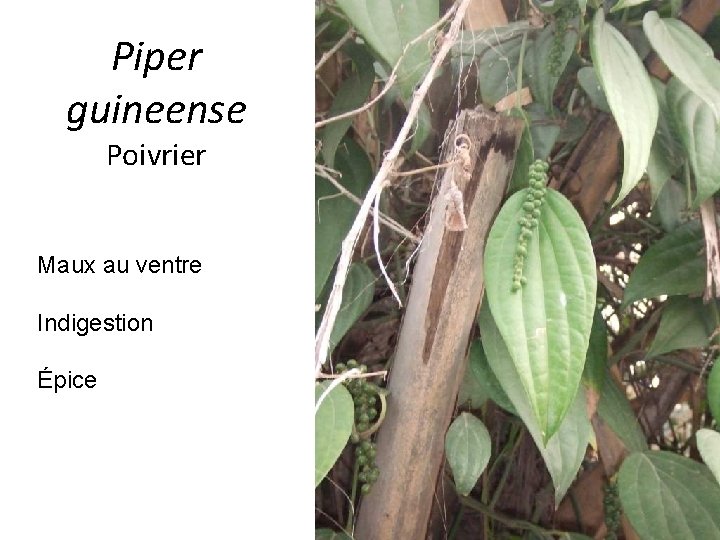 Piper guineense Poivrier Maux au ventre Indigestion Épice 