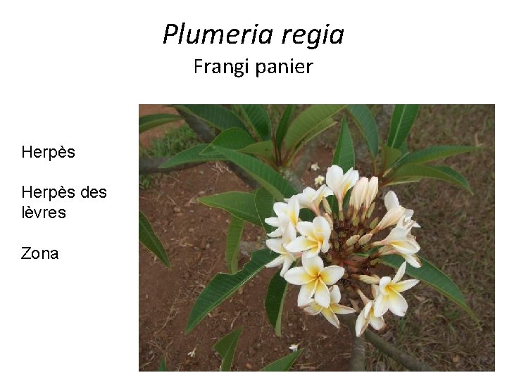 Plumeria regia Frangi panier Herpès des lèvres Zona 
