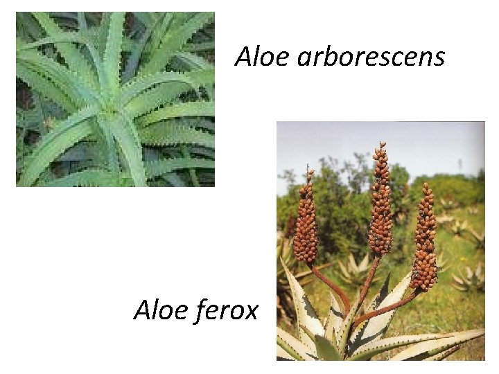Aloe arborescens Aloe ferox 