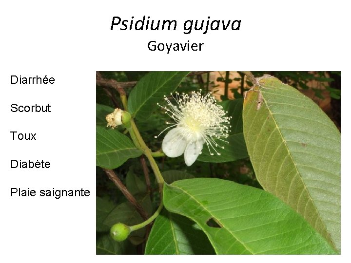 Psidium gujava Goyavier Diarrhée Scorbut Toux Diabète Plaie saignante 