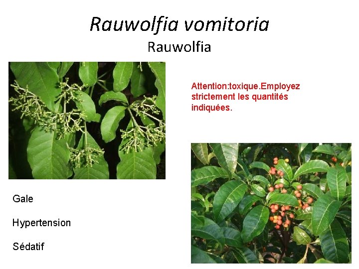 Rauwolfia vomitoria Rauwolfia Attention: toxique. Employez strictement les quantités indiquées. Gale Hypertension Sédatif 