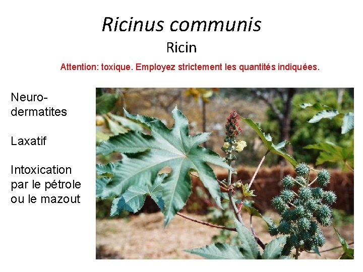 Ricinus communis Ricin Attention: toxique. Employez strictement les quantités indiquées. Neurodermatites Laxatif Intoxication par