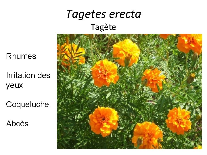 Tagetes erecta Tagète Rhumes Irritation des yeux Coqueluche Abcès 
