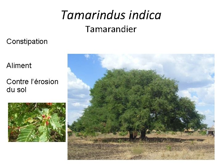 Tamarindus indica Tamarandier Constipation Aliment Contre l’érosion du sol 