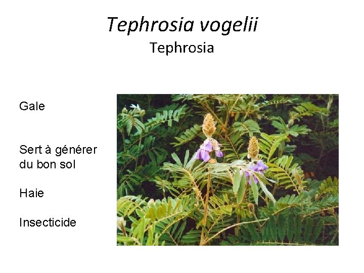 Tephrosia vogelii Tephrosia Gale Sert à générer du bon sol Haie Insecticide 