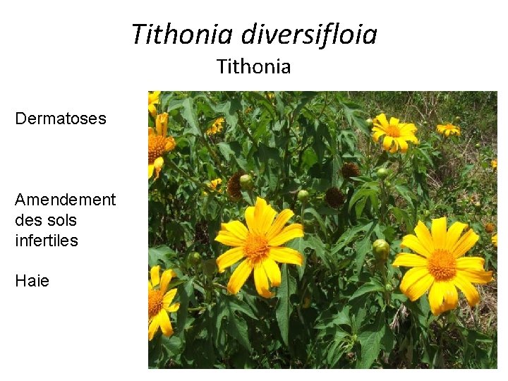 Tithonia diversifloia Tithonia Dermatoses Amendement des sols infertiles Haie 