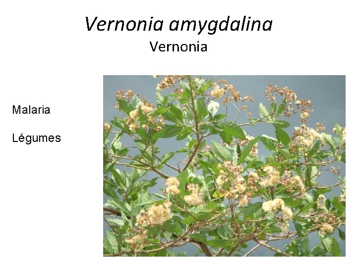 Vernonia amygdalina Vernonia Malaria Légumes 