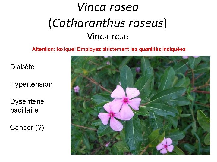 Vinca rosea (Catharanthus roseus) Vinca-rose Attention: toxique! Employez strictement les quantités indiquées Diabète Hypertension