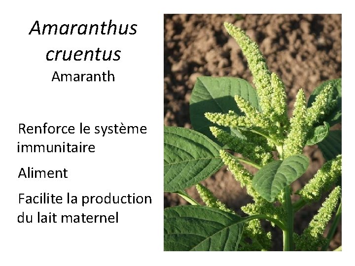 Amaranthus cruentus Amaranth Renforce le système immunitaire Aliment Facilite la production du lait maternel