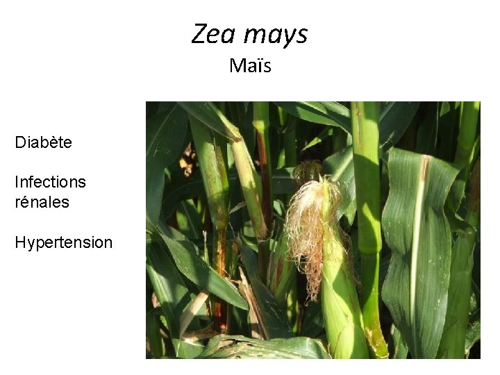 Zea mays Maïs Diabète Infections rénales Hypertension 