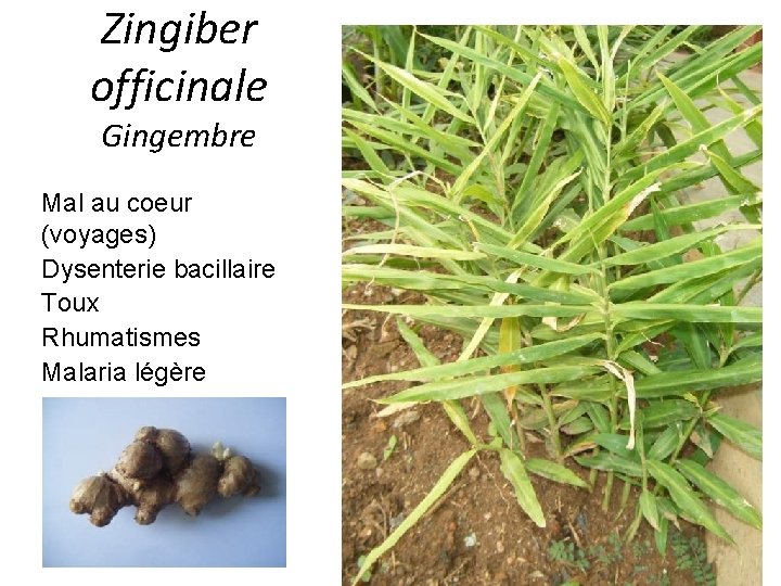 Zingiber officinale Gingembre Mal au coeur (voyages) Dysenterie bacillaire Toux Rhumatismes Malaria légère 