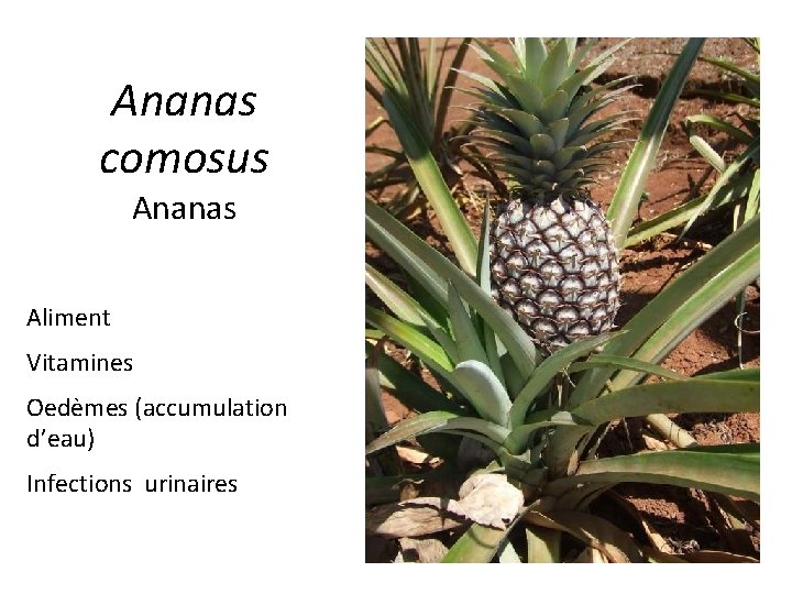 Ananas comosus Ananas Aliment Vitamines Oedèmes (accumulation d’eau) Infections urinaires 