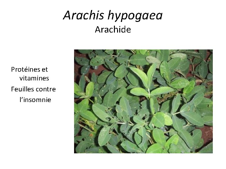 Arachis hypogaea Arachide Protéines et vitamines Feuilles contre l’insomnie 
