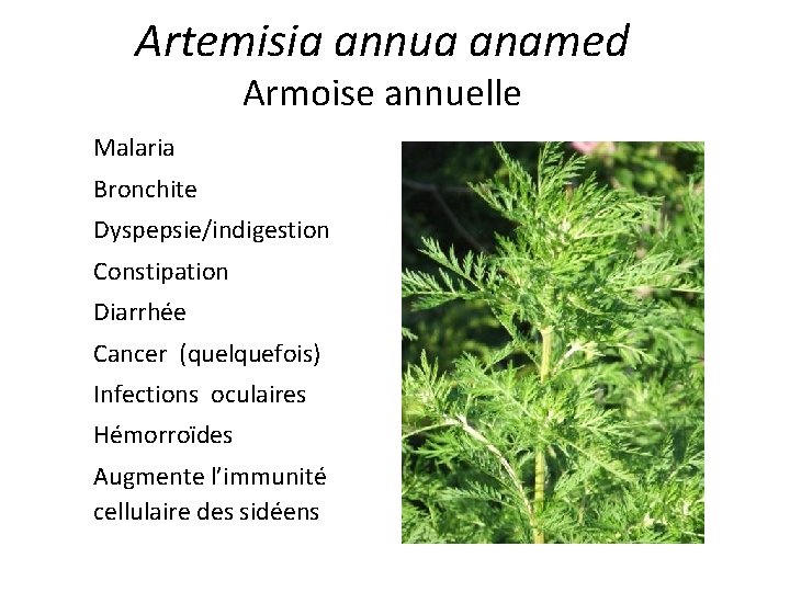 Artemisia annua anamed Armoise annuelle Malaria Bronchite Dyspepsie/indigestion Constipation Diarrhée Cancer (quelquefois) Infections oculaires