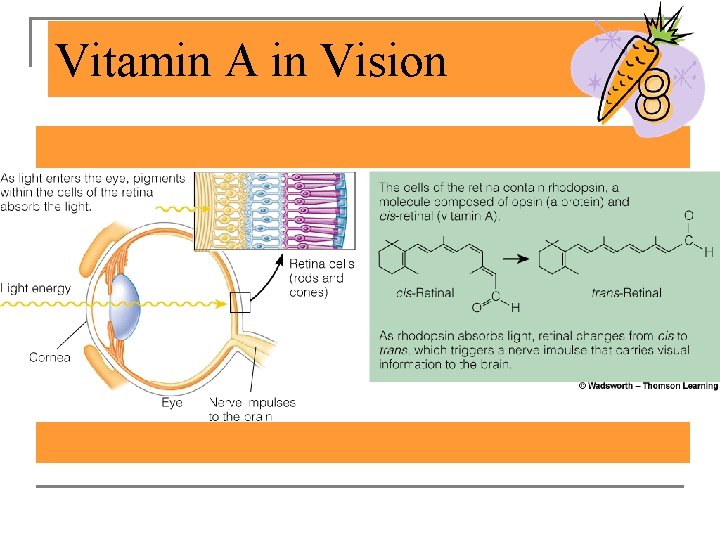 Vitamin A in Vision 