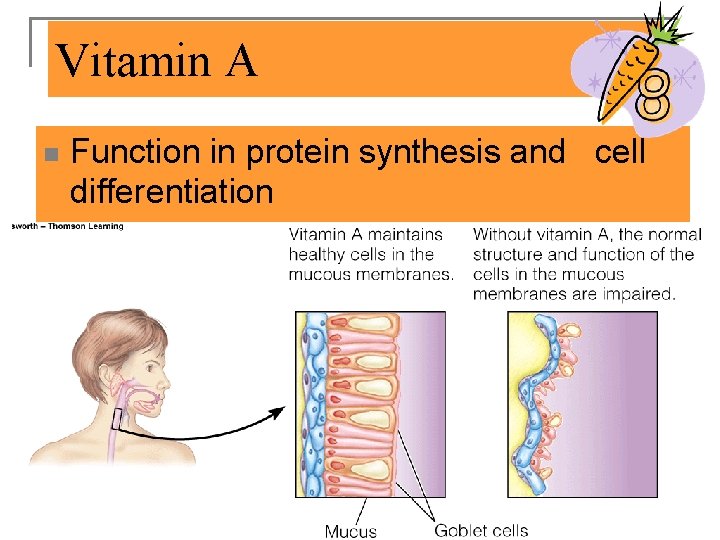 Vitamin A n Function in protein synthesis and cell differentiation 