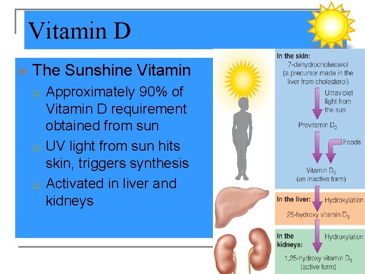 Vitamin D n The Sunshine Vitamin q q q Approximately 90% of Vitamin D