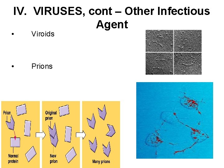 IV. VIRUSES, cont – Other Infectious Agent • Viroids • Prions 