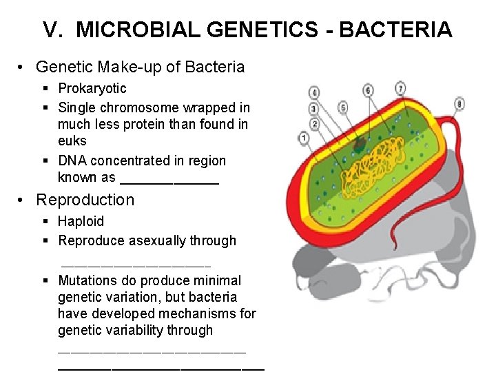 V. MICROBIAL GENETICS - BACTERIA • Genetic Make-up of Bacteria § Prokaryotic § Single