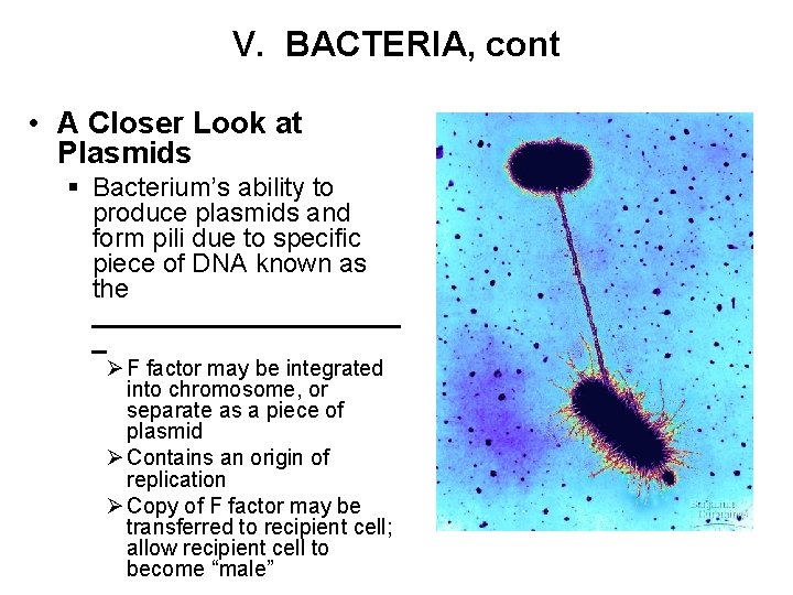 V. BACTERIA, cont • A Closer Look at Plasmids § Bacterium’s ability to produce