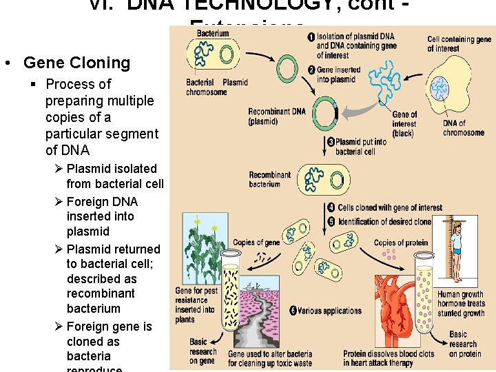 VI. DNA TECHNOLOGY, cont Extensions • Gene Cloning § Process of preparing multiple copies