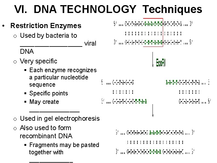 VI. DNA TECHNOLOGY Techniques • Restriction Enzymes o Used by bacteria to _________ viral