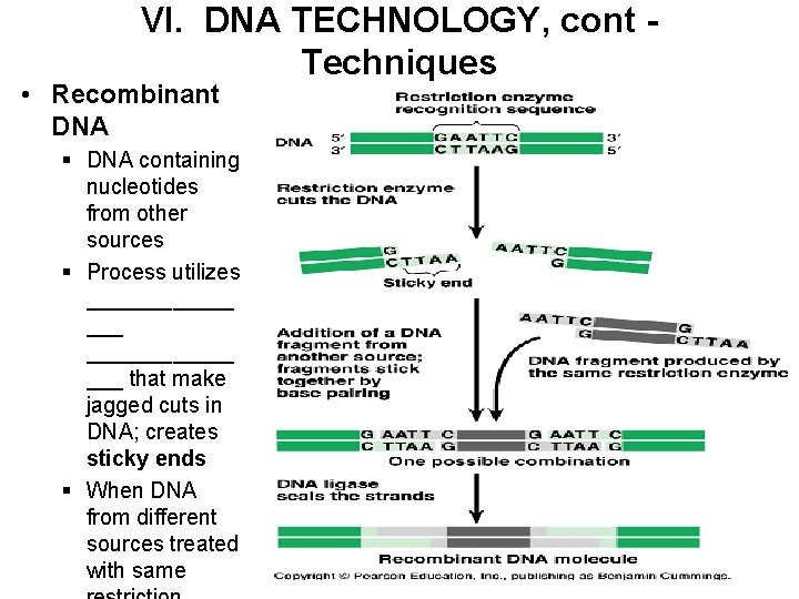 VI. DNA TECHNOLOGY, cont Techniques • Recombinant DNA § DNA containing nucleotides from other