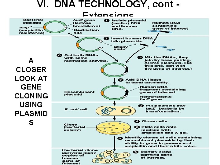 VI. DNA TECHNOLOGY, cont Extensions A CLOSER LOOK AT GENE CLONING USING PLASMID S