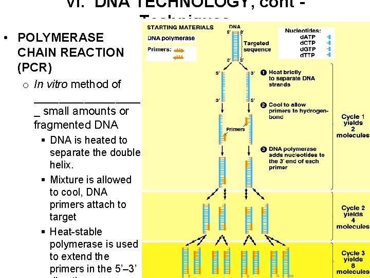 VI. DNA TECHNOLOGY, cont Techniques • POLYMERASE CHAIN REACTION (PCR) o In vitro method