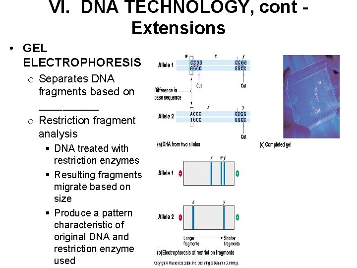 VI. DNA TECHNOLOGY, cont Extensions • GEL ELECTROPHORESIS o Separates DNA fragments based on