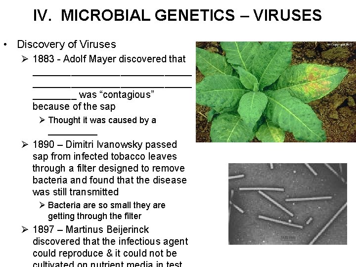 IV. MICROBIAL GENETICS – VIRUSES • Discovery of Viruses Ø 1883 - Adolf Mayer