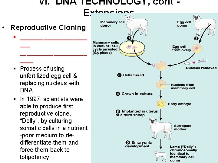 VI. DNA TECHNOLOGY, cont Extensions • Reproductive Cloning § ____________________ § Process of using