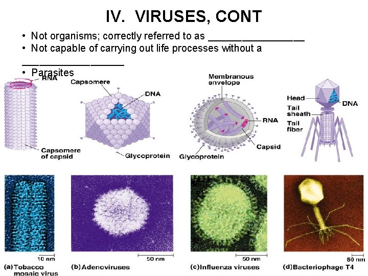 IV. VIRUSES, CONT • Not organisms; correctly referred to as _________ • Not capable