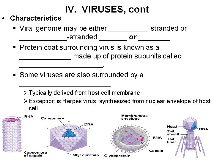 IV. VIRUSES, cont • Characteristics § Viral genome may be either _____-stranded or ______-stranded