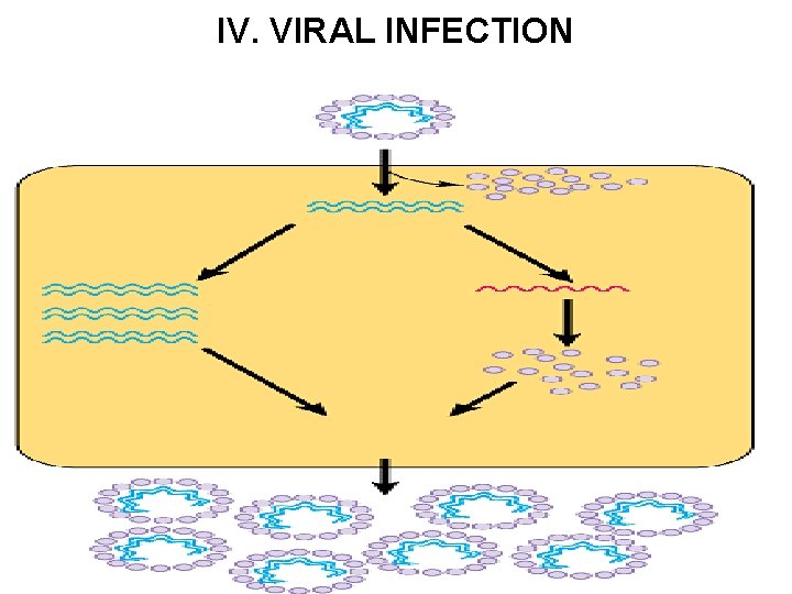 IV. VIRAL INFECTION 