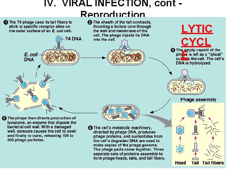 IV. VIRAL INFECTION, cont Reproduction 1. Lytic Cycle – Results in death of host