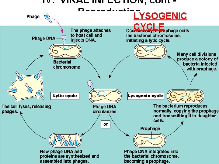 IV. VIRAL INFECTION, cont Reproduction LYSOGENIC CYCLE 