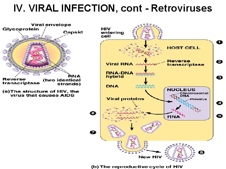 IV. VIRAL INFECTION, cont - Retroviruses 