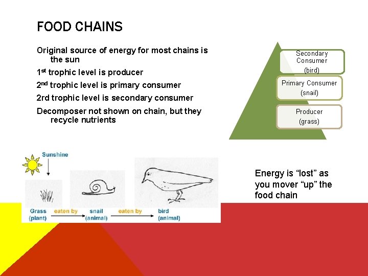 FOOD CHAINS Original source of energy for most chains is the sun 1 st