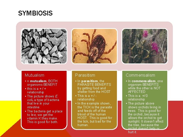 SYMBIOSIS Mutualism Parasitism Commensalism • n mutualism, BOTH organisms BENEFIT • this is a