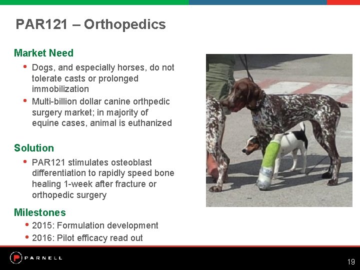PAR 121 – Orthopedics Market Need • • Dogs, and especially horses, do not