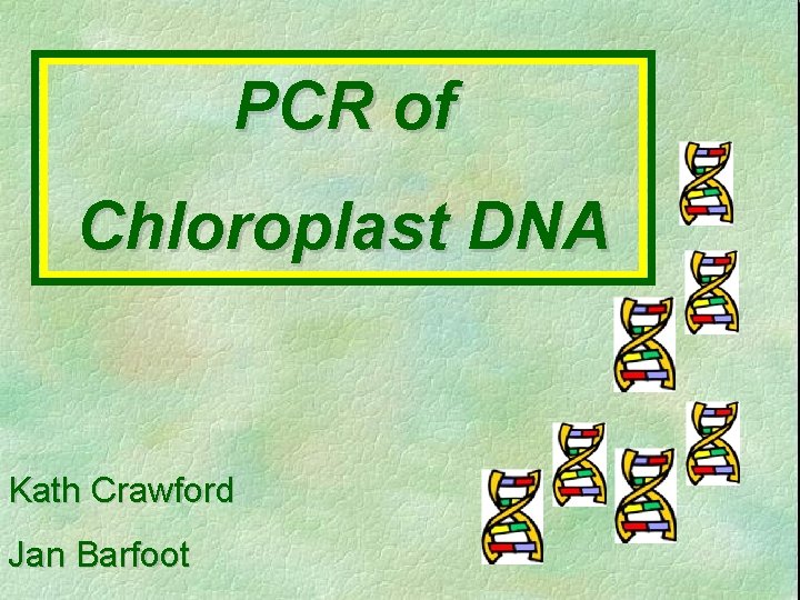 pcr of chloroplast dna kath crawford jan barfoot