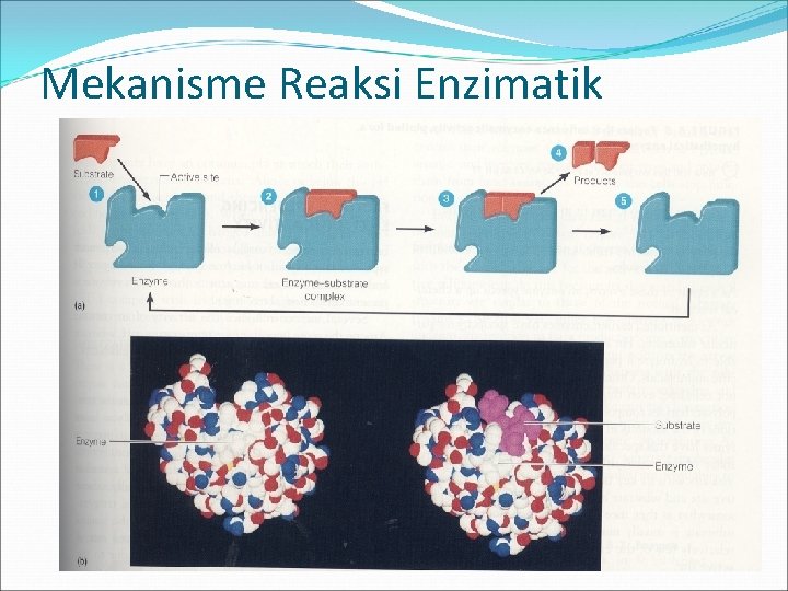 Mekanisme Reaksi Enzimatik 