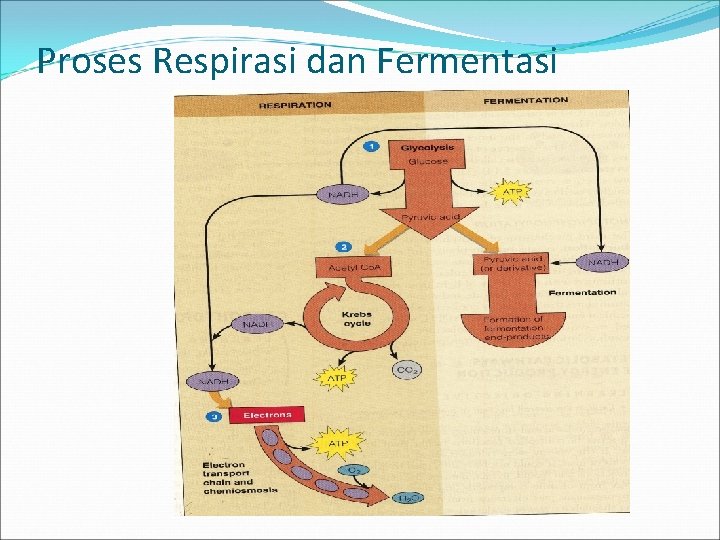 Proses Respirasi dan Fermentasi 