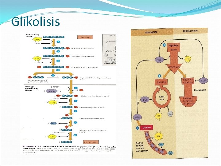 Glikolisis 