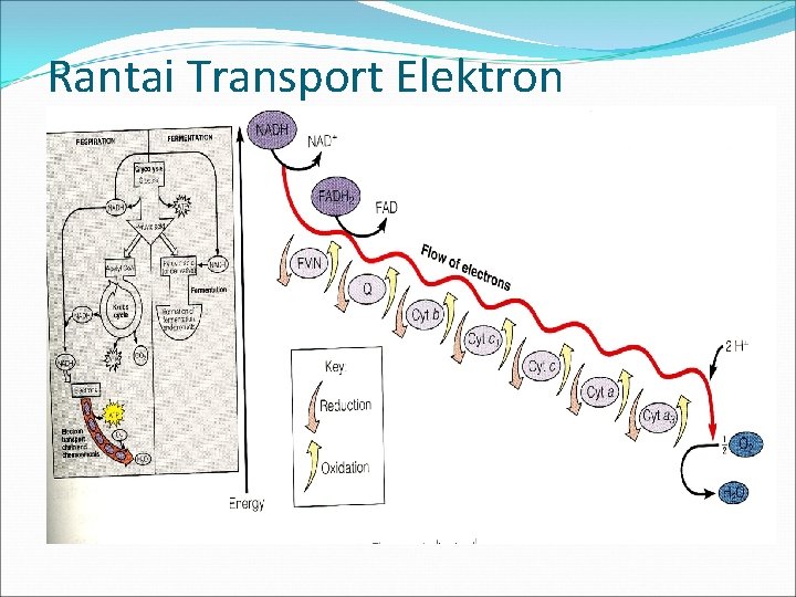 Rantai Transport Elektron 